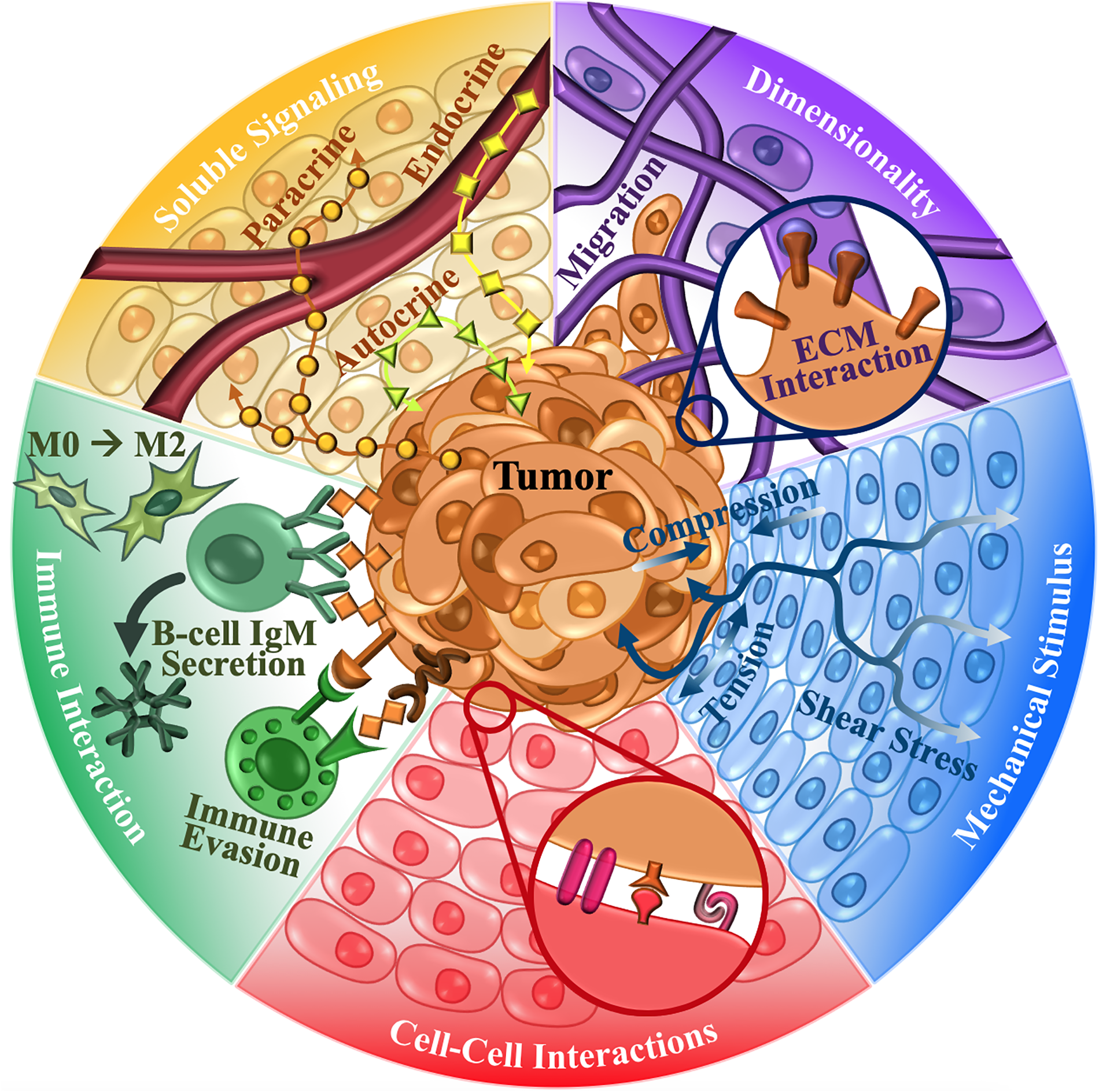 A diagram of the "cancer-organ" system