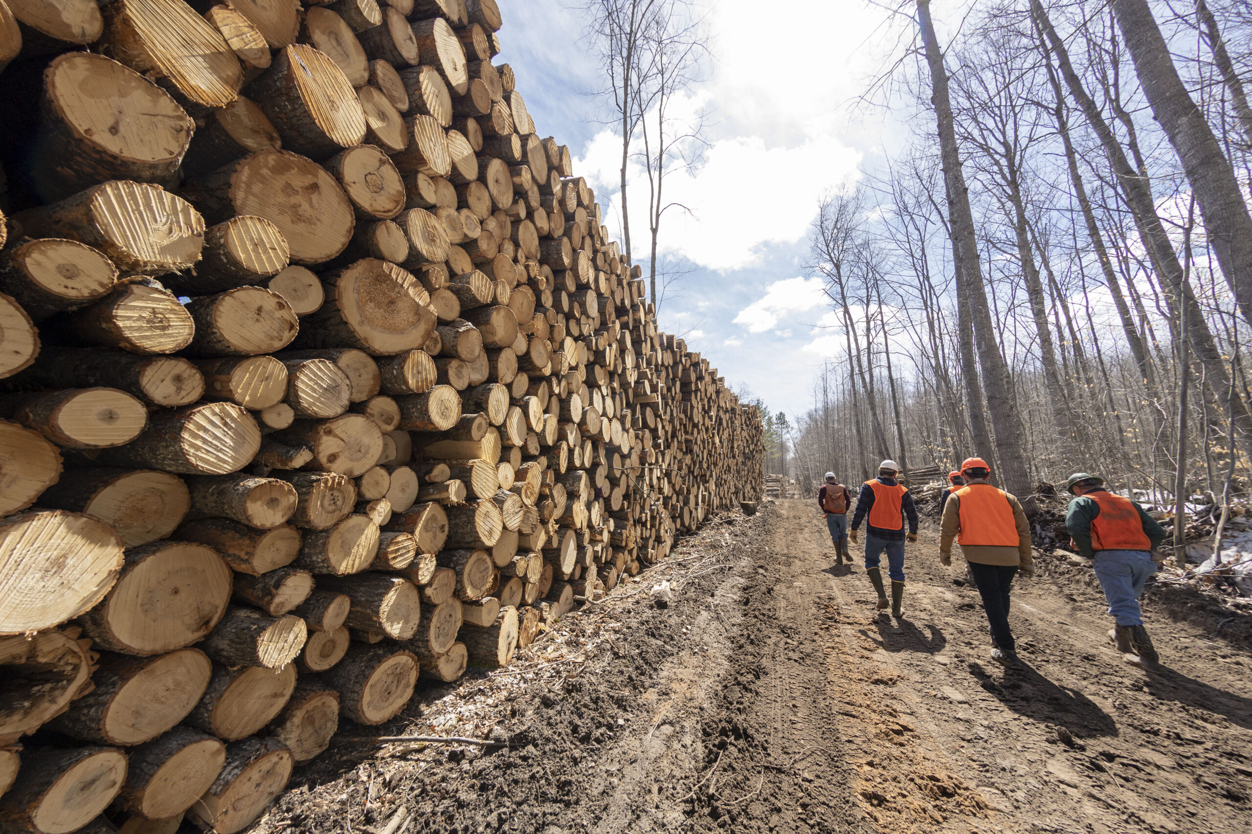 U-M researchers and their colleagues walk past a stack of bigtooth aspen logs cut as part of the UMBS Adaptive Aspen Management Experiment at the U-M Biological Station, near the northern tip of Michigan's Lower Peninsula. Image credit: Roger Hart, University of Michigan Photography