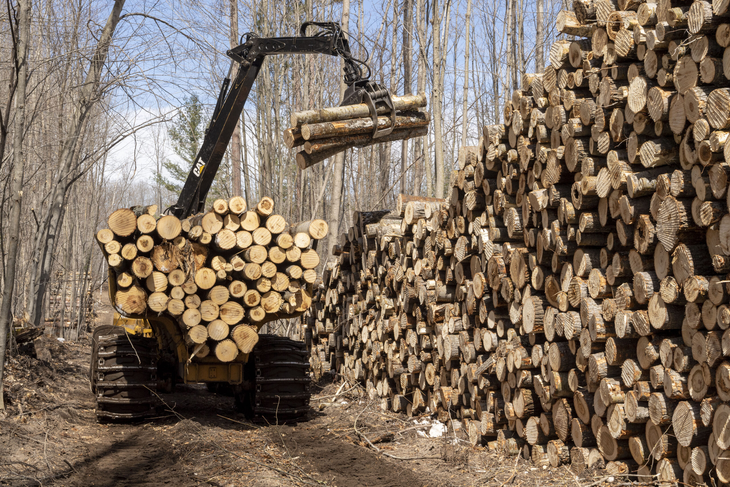 A machine called a forwarder stacks bigtooth aspen logs at the site of the UMBS Adaptive Aspen Management Experiment, at the U-M Biological Station near Pellston, Michigan. Photo by Roger Hart, University of Michigan Photography.