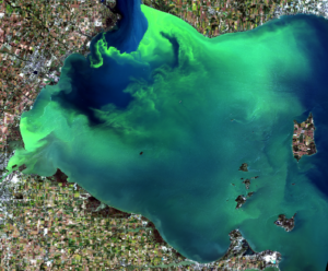 Western Lake Erie and an algae bloom as seen from a Landsat-8 satellite in September 2017. Image credit: NASA/USGS
