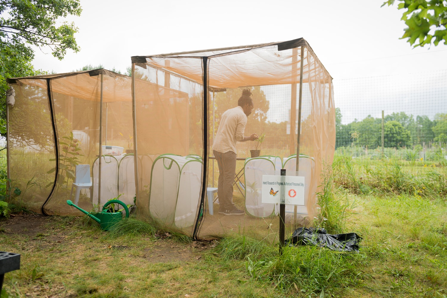 U-M biologist D. André Green works inside an outdoor insectary at the university's Matthaei Botanical Gardens in Ann Arbor. Image credit: Daryl Marshke, Michigan Photography