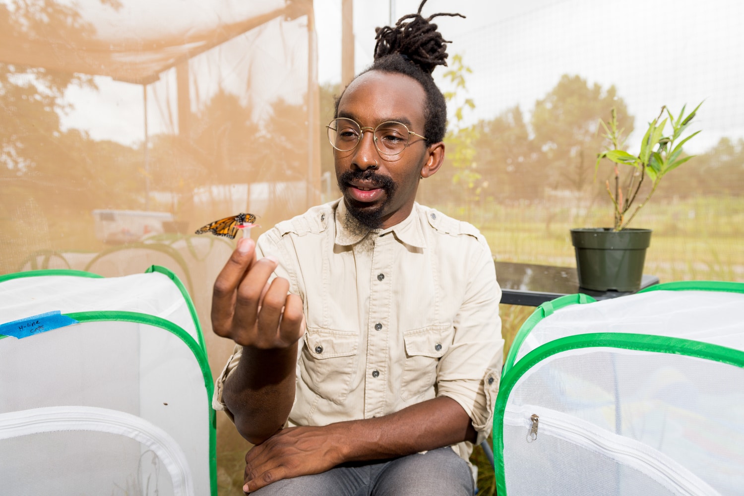 U-M biologist D. André Green holds a monarch butterfly in an outdoor insectary at the university's Matthaei Botanical Gardens. Green studies monarch migration and the internal timer that tells the butterflies it's time to wake from winter dormancy and prepare for their springtime journey northward. Image credit: Daryl Marshke, Michigan Photography