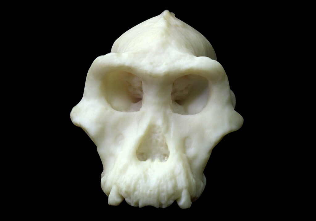 3-D printed model of the cranium. Photograph by Dale Omori, courtesy of the Cleveland Museum of Natural History
