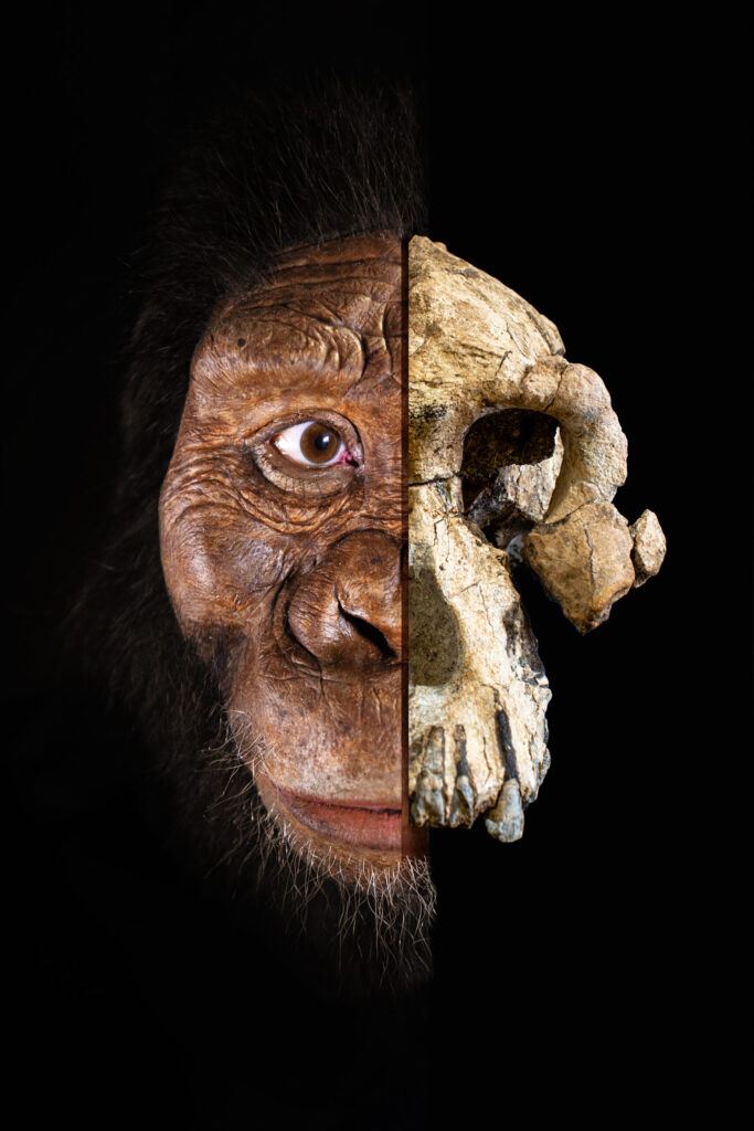MRD photomontage by Jennifer Taylor, courtesy of the Cleveland Museum of Natural History. Photography by Matt Crow and Dale Omori. Facial reconstruction by John Gurche made possible through generous contribution by Susan and George Klein