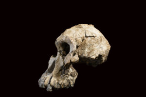Clipped side view. Photograph(s) by Dale Omori, courtesy of the Cleveland Museum of Natural History