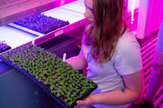 Jocelyn Marchyok, a master's degree student working as an MDining sustainability intern who manages the Freight Farm, holds plant seedlings that will be moved to the vertical column farm's growing area.