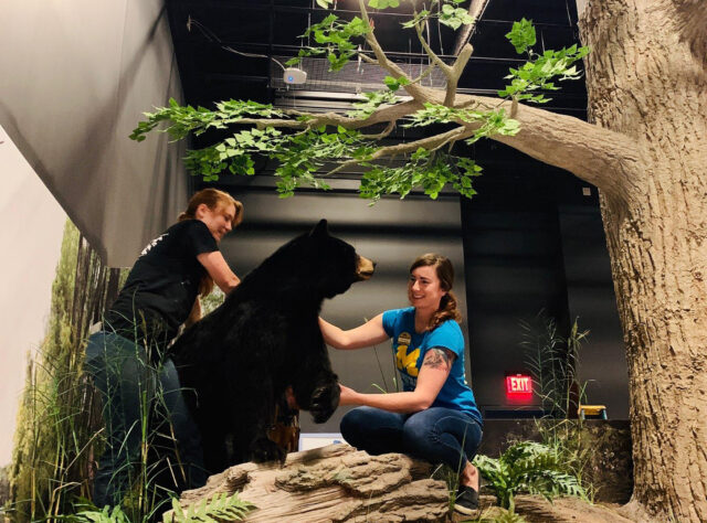 From left, exhibit installers Brittany Norman, Taylor Studios Inc., and Kelsey Wiggins, U-M Museum of Natural History, position a taxidermied black bear in one of the life-size dioramas in the upcoming Exploring Michigan gallery