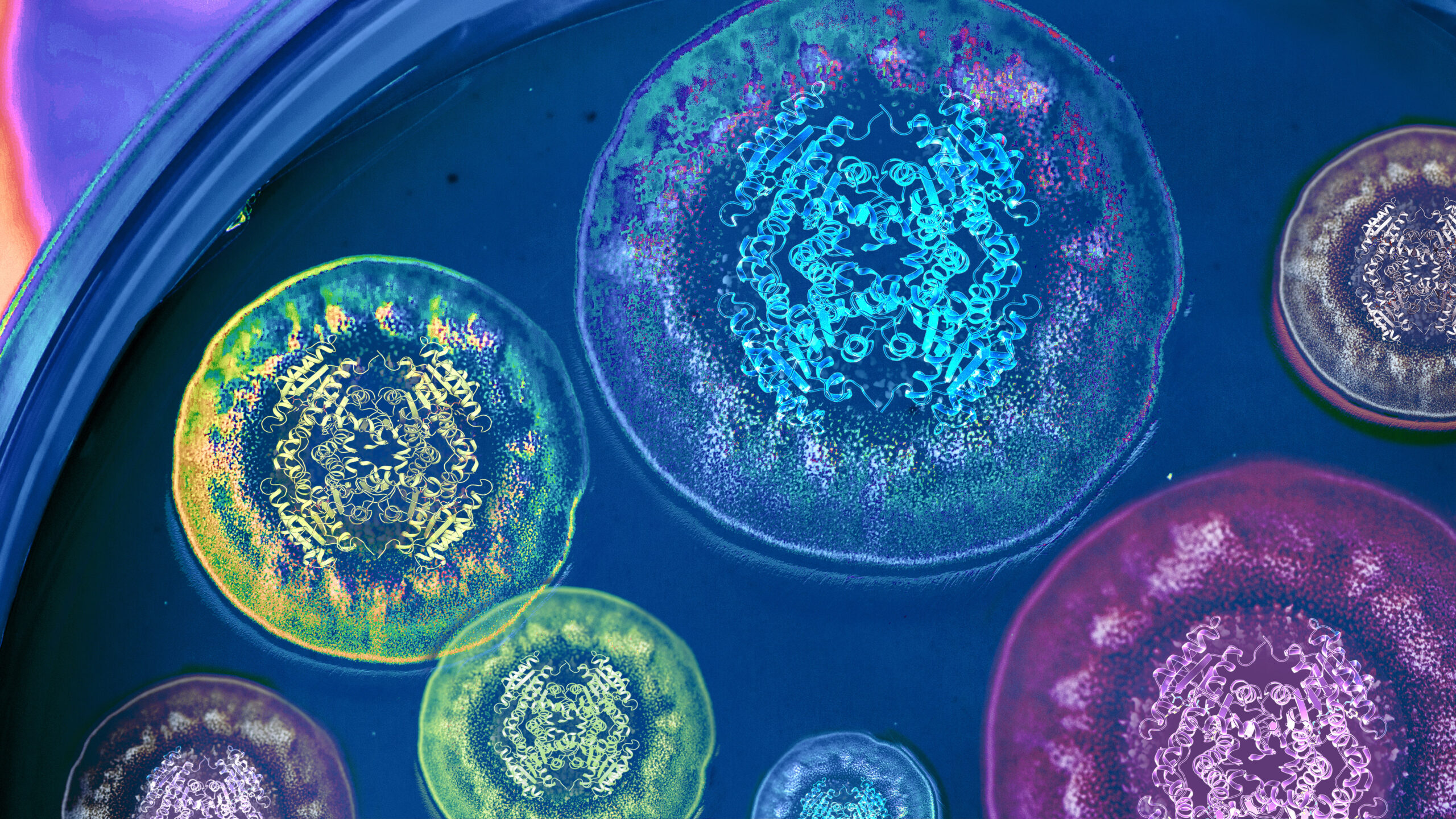 Representation of theof Diels-Alderase complex structure with premalbrancheamide, one of the natural products produced by the fungi shown. Illustration by Life Sciences Institute multimedia designer Rajani Arora.