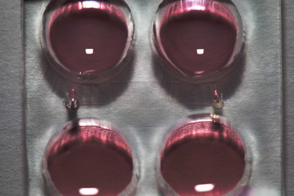 A closeup photograph of a microfluidic chip that helps stem cells organize into embryo-like structures for the purpose of studying early human development. Image credit: Fu Lab, Michigan Engineering