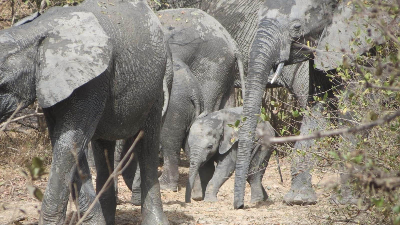 Elephants photographed during a University of Michigan-led camera survey of West African mammal communities. Image credit: University of Michigan Applied Wildlife Ecology Lab.