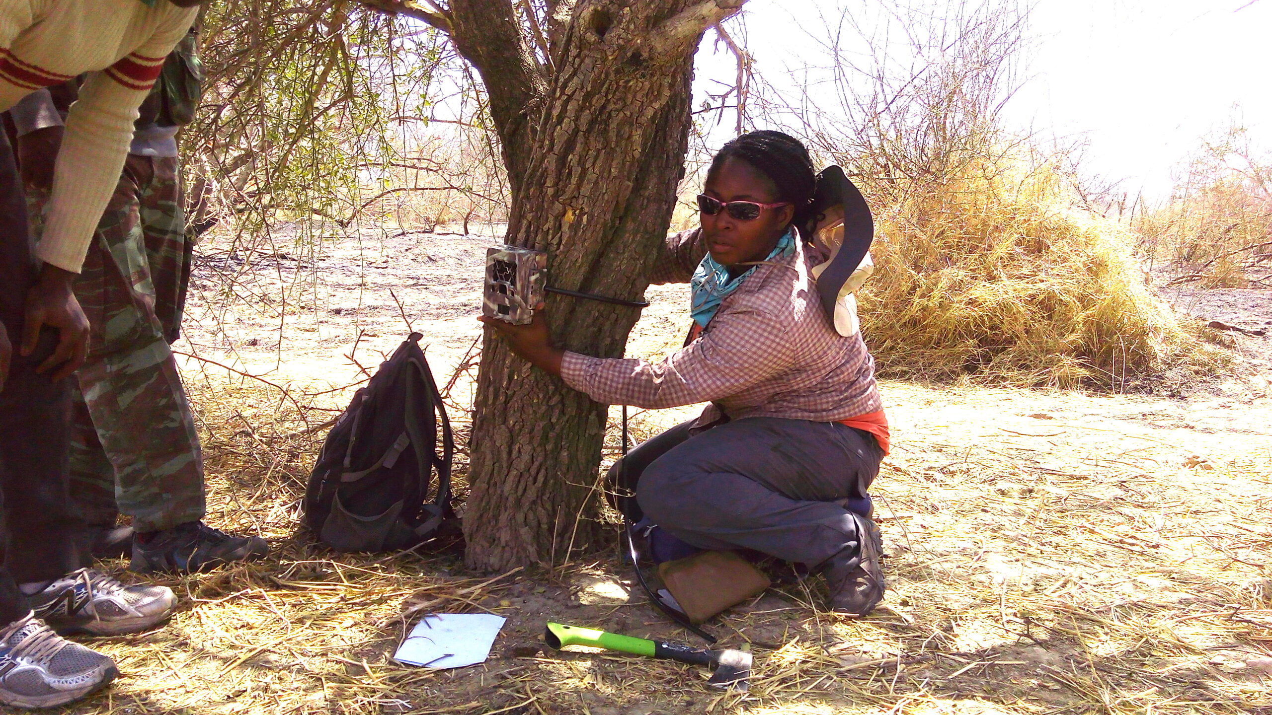 University of Michigan wildlife ecologist Nyeema Harris and her crew attach a digital camera to a tree for a study of human pressures on wildlife within the largest protected area in West Africa. Image credit: University of Michigan Applied Wildlife Ecology Lab.