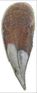 The shell of a fan mussel, or pinna nobilis. Courtesy of the Hovden Lab