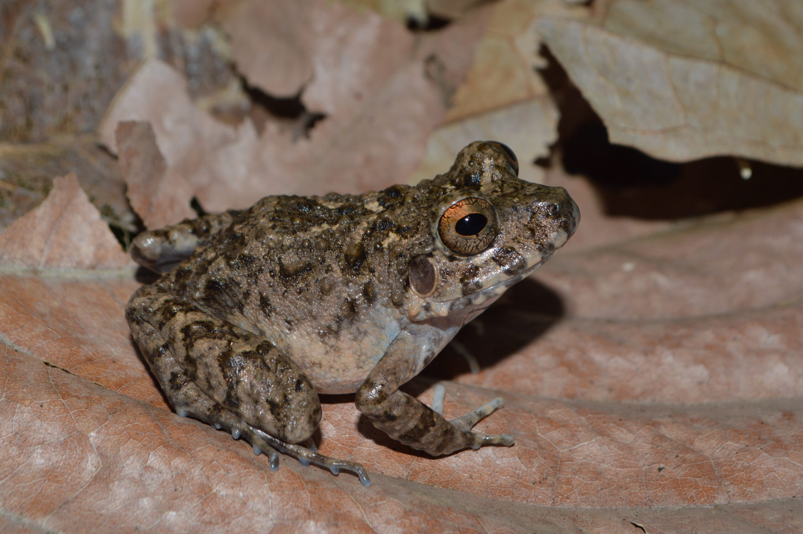 An Oreobates quixensis frog from the lowland Peruvian Amazon, one of the species found to be infected with chytrid fungus in a new University of Michigan-led study. Image credit:Consuelo Alarcón Rodriguez.
