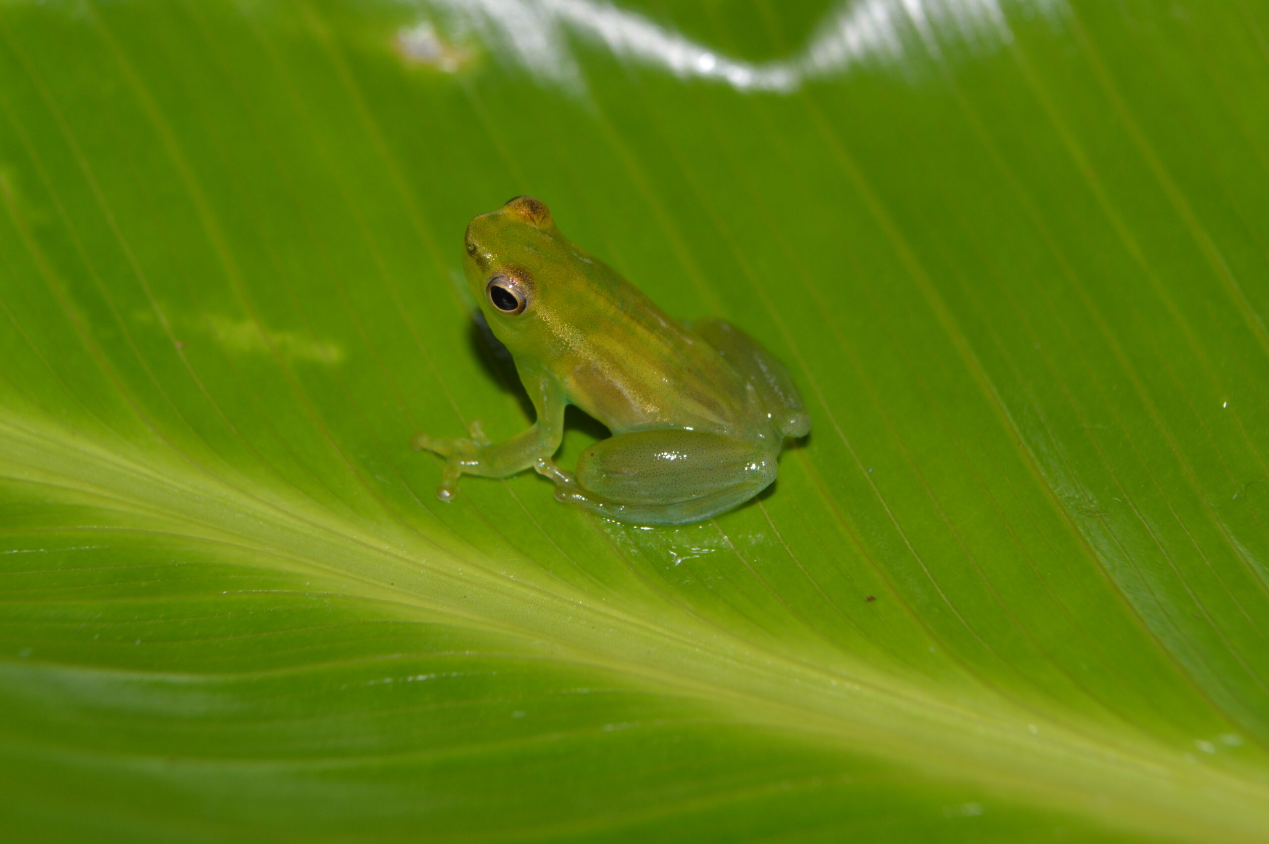 A Sphaenorhynchus carneus frog from the lowland Peruvian Amazon, one of the species found to be infected with chytrid fungus in a new University of Michigan-led study. Image credit: Consuelo Alarcón Rodriguez.