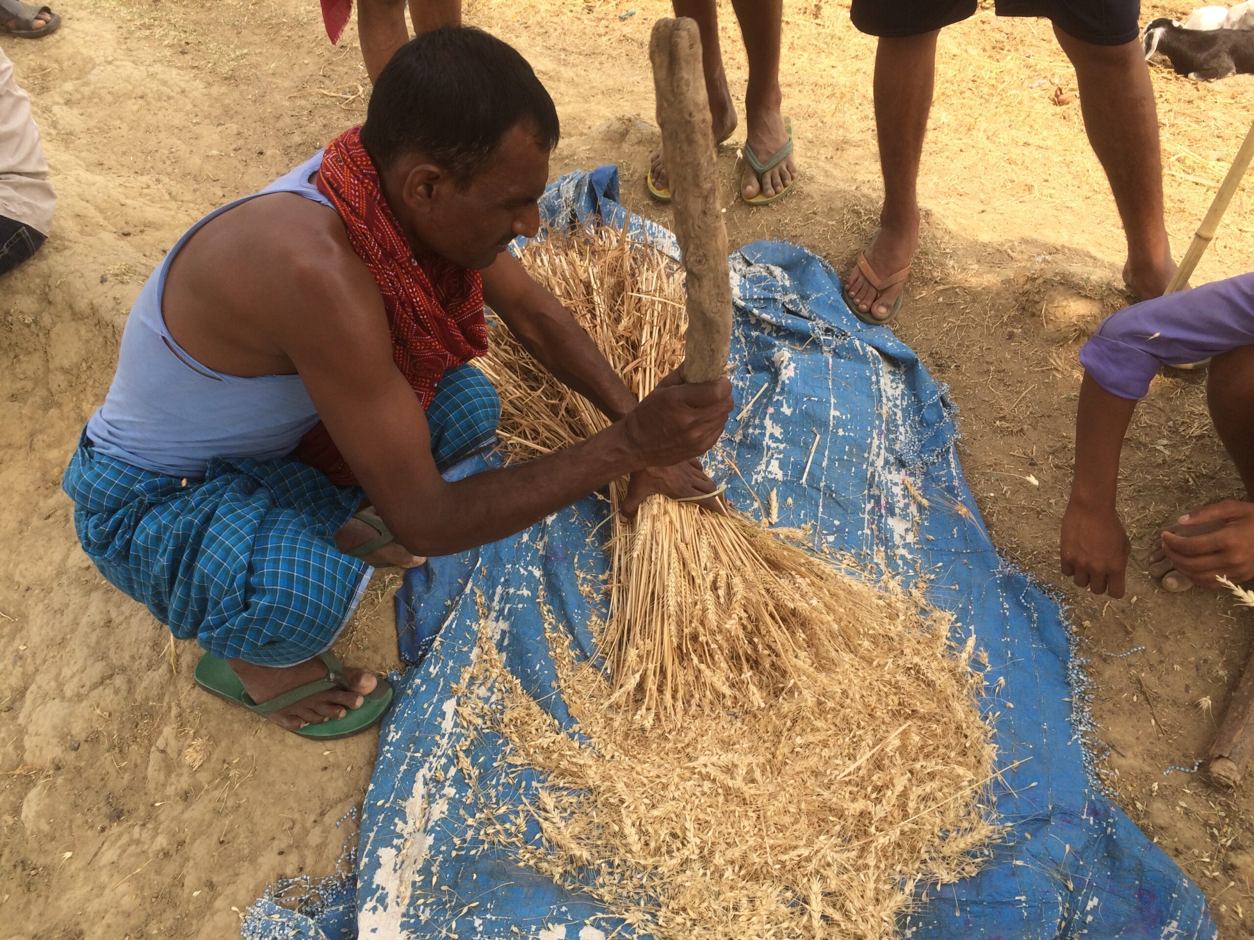 Collecting the crop-cut measures of yield. Image courtesy: CIMMYT