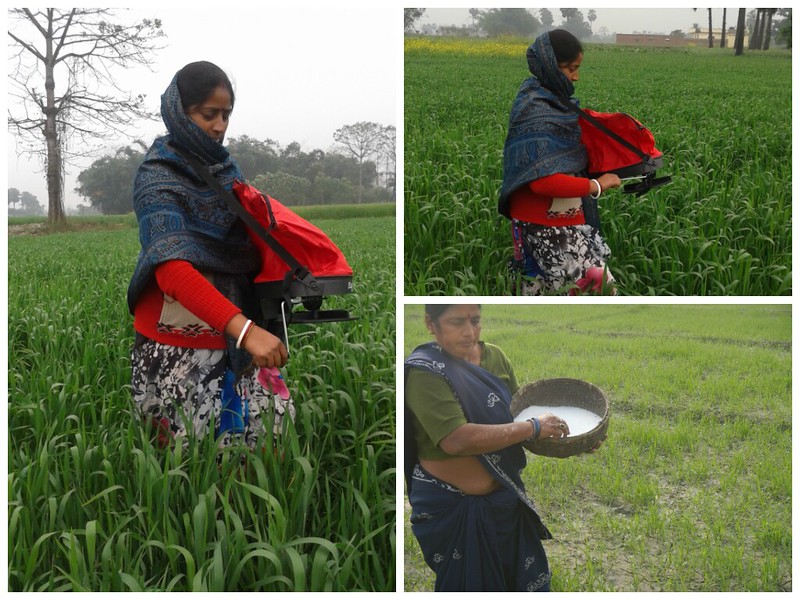 Women applying fertilizer via traditional method. Image courtesy: CIMMYT