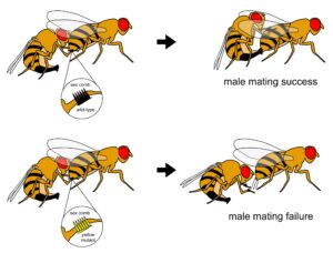 Normal "wild type" male fruit flies, top, use specialized leg structures called sex combs to grab females for mounting and copulation. Yellow mutants, bottom, fail to grab females during mating because they lack pigments in their sex combs that provide structure. Image credit: Jonathan Massey