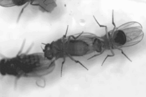 Males lacking pigments in their sex combs cannot grab females. Image credit: Jonathan Massey