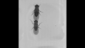 High-speed photography revealed that fruit flies species with sex combs use those structures to grab females during mating. Image credit: Jonathan Massey