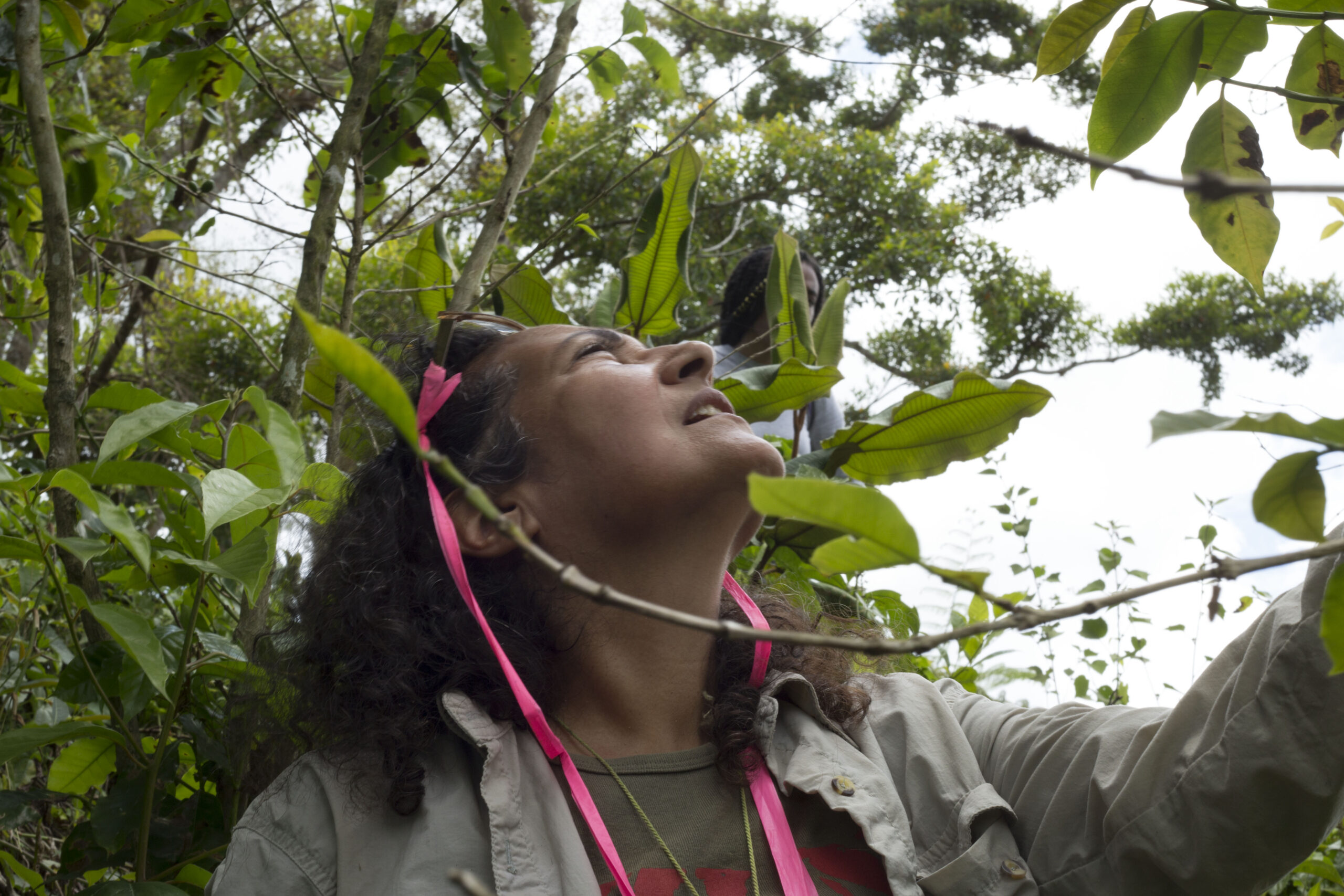 In July 2018, University of Michigan ecologist Ivette Perfecto looks at Hurricane Maria damage sustained at a coffee farm in Utuado, Puerto Rico. Image credit: Levi Stroud, U-M College of LSA