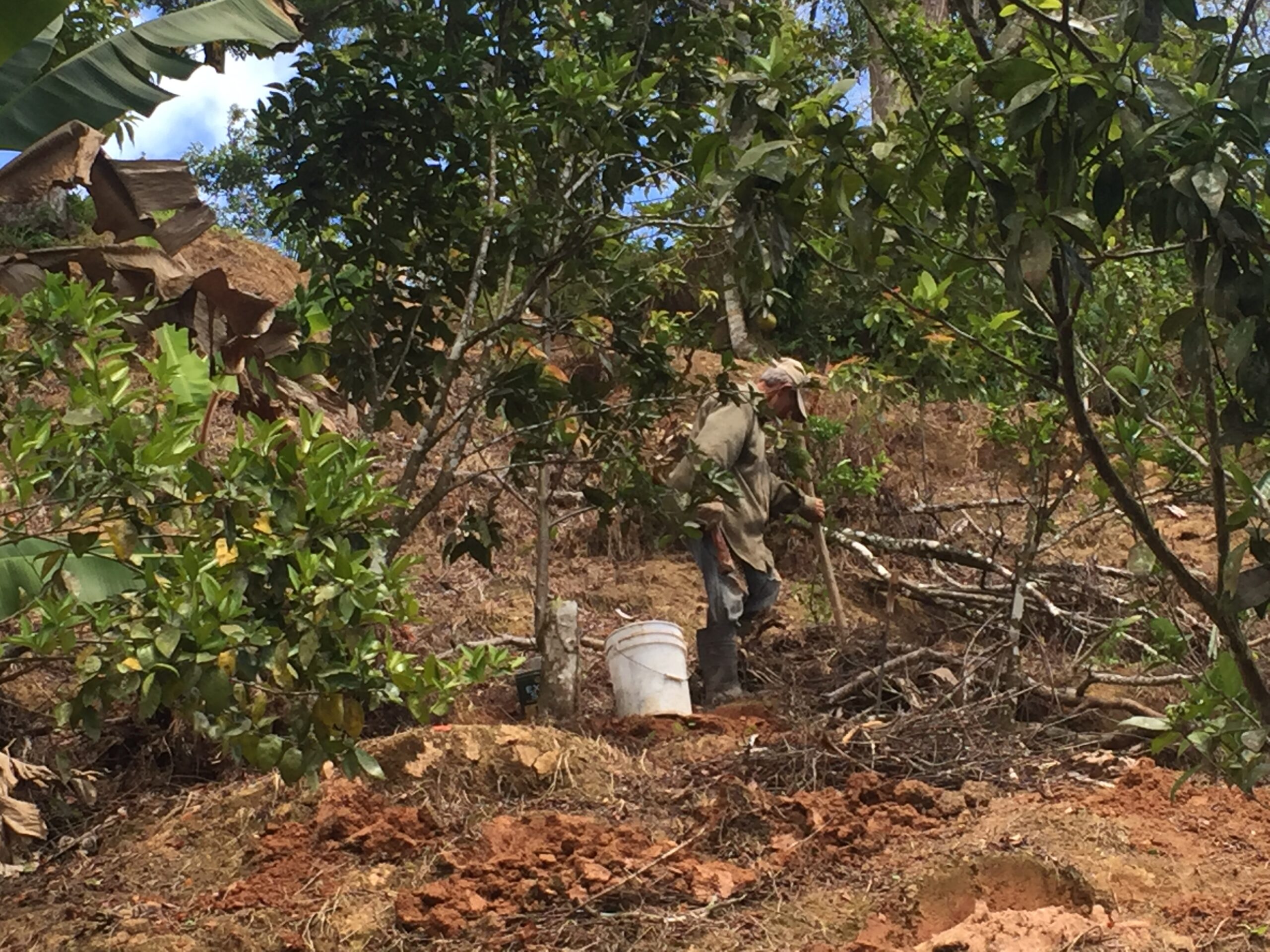 In July 2018, coffee farmer Julio Rivera Maldonado clears debris and weeds on his coffee farm in Utuado, Puerto Rico, less than a year after Hurricane Maria. Large shade trees toppled onto the coffee plants. Weeds choked those that survived. Image credit: Nardy Baeza Bickel, Michigan News