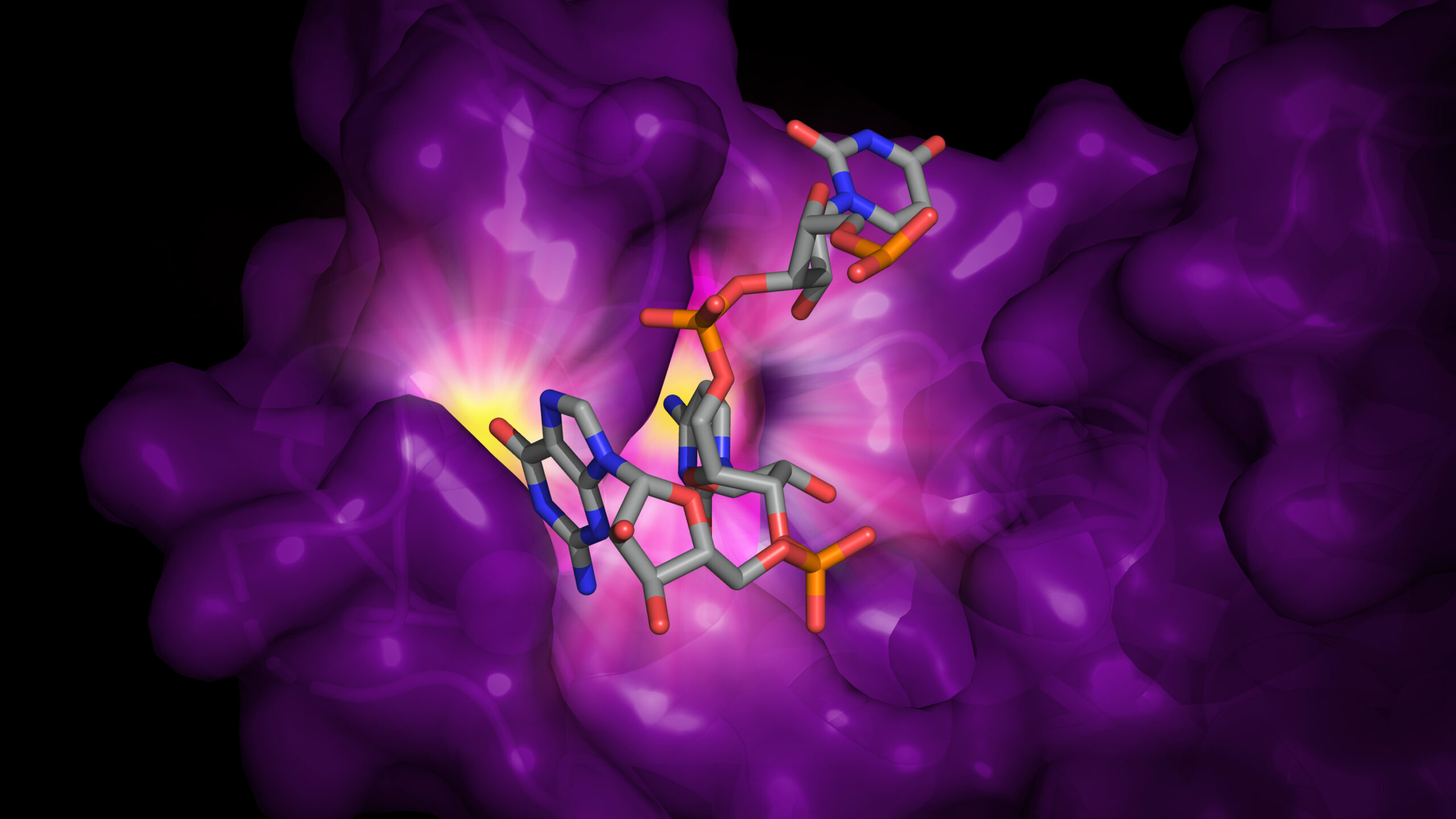 Illustration of RNA bound to zinc-finger antiviral protein (ZAP). ZAP binds cytosine and guanine dinucleotides in viral RNA to prevent the virus from replicating and spreading infection. The specialized sites for the cytosine and guanine are highlighted in yellow. Image credit: Rajani Aroroa, Life Sciences Institute