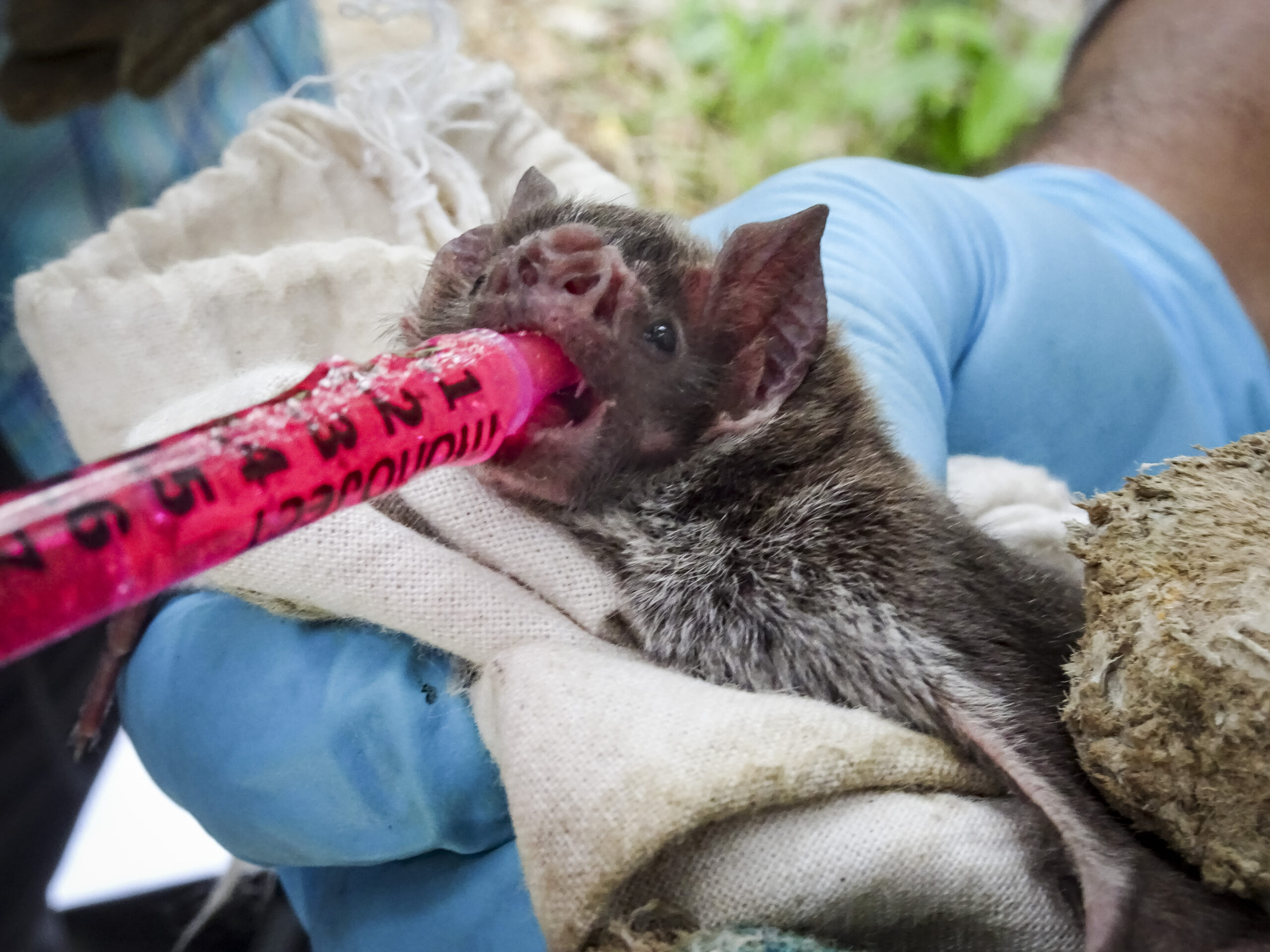 Fluorescent gel is applied to the mouth of a vampire bat in a rural area near Lima, Peru, to test the potential effectiveness of a "spreadable" rabies vaccine. The bright red gel causes bat hair follicles to fluoresce under the microscope, so that researchers can track the spread of the biomarker through the bat population. Image credit: Kevin Bakker