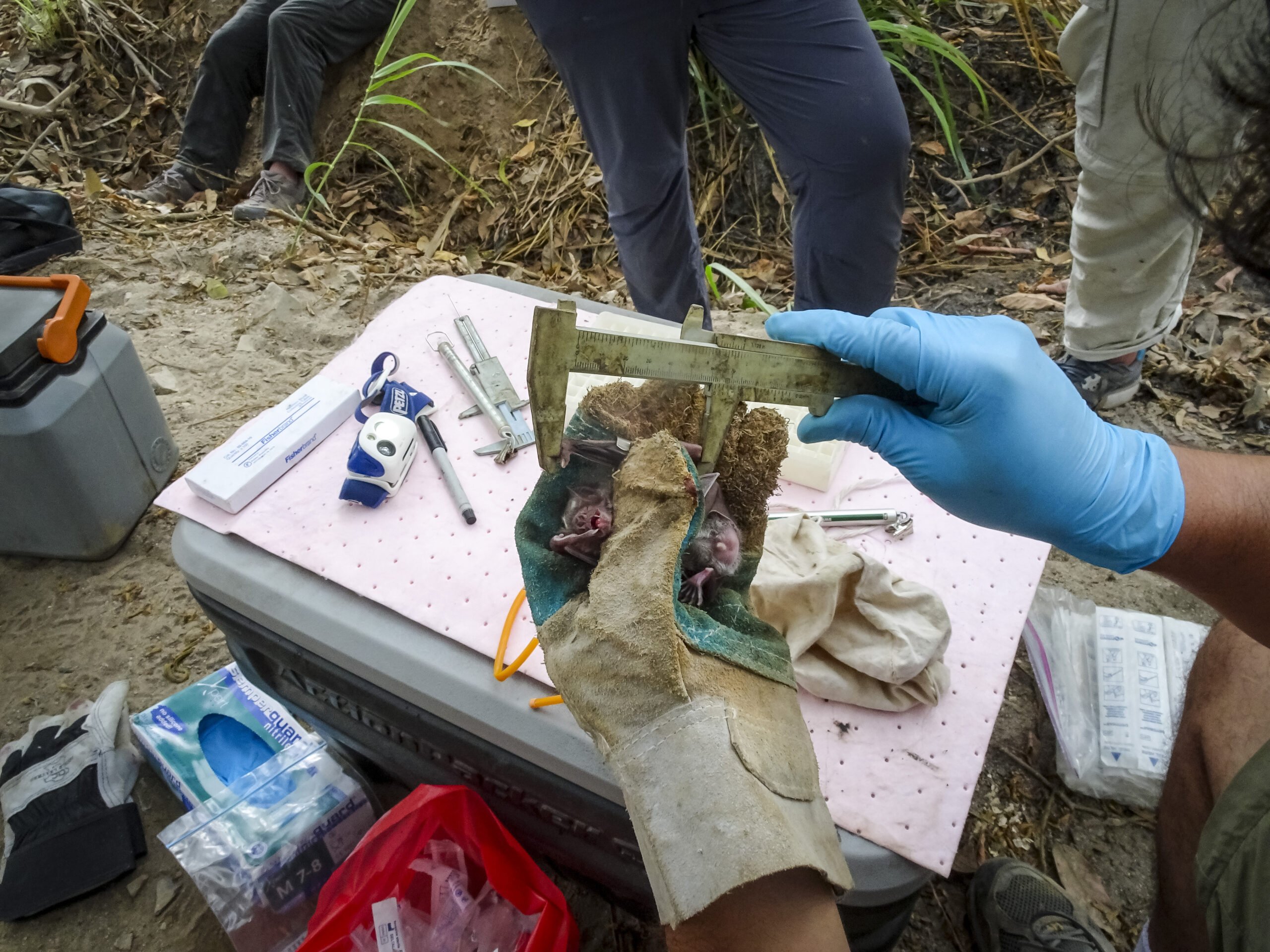 A vampire bat being measured at a rural capture site near Lima, Peru. After the fluorescent gel is applied, the bats are released. Image credit: Kevin Bakker