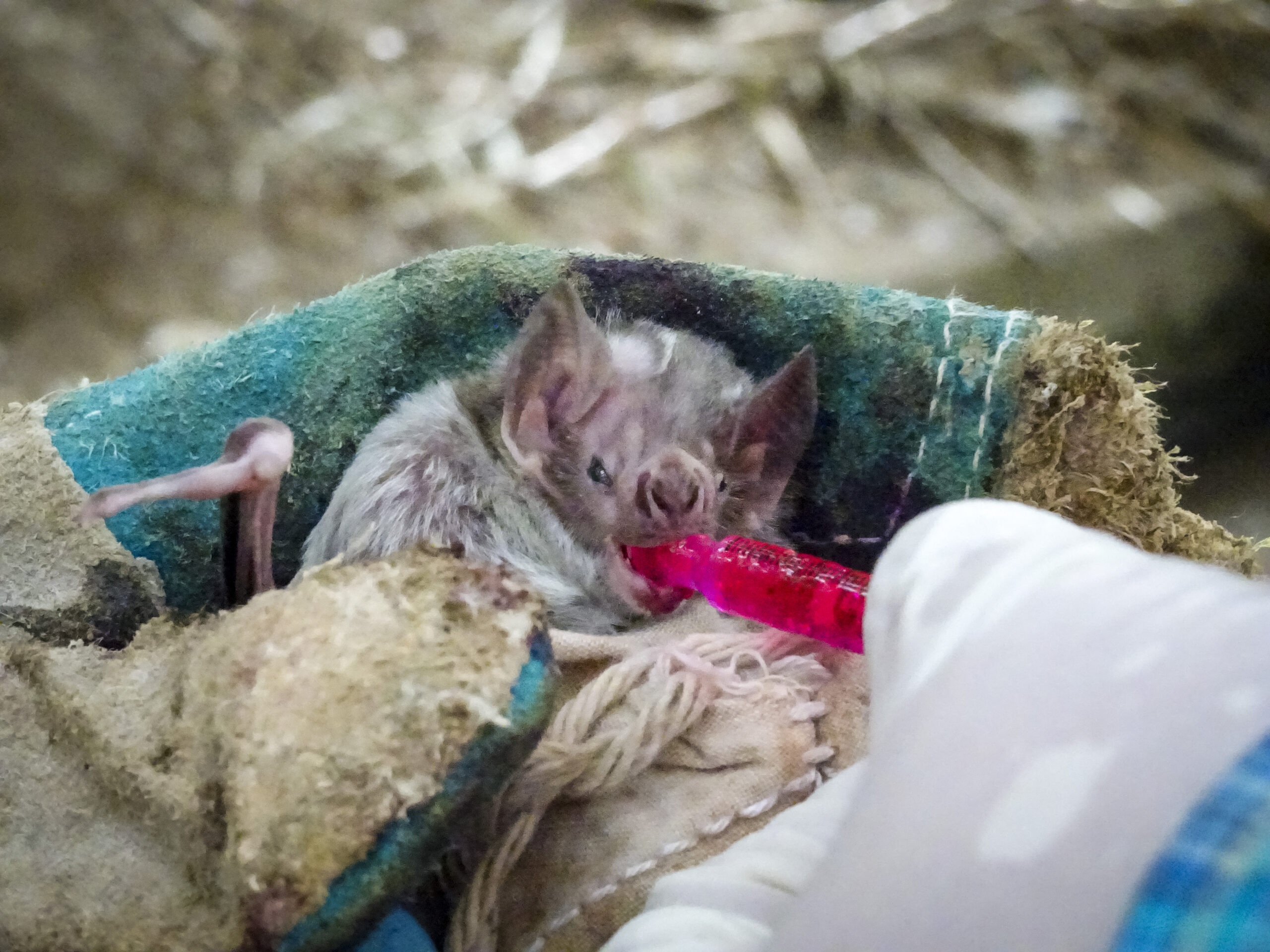 Closeup of fluorescent gel being applied to the mouth of a vampire bat. Image credit: Kevin Bakker