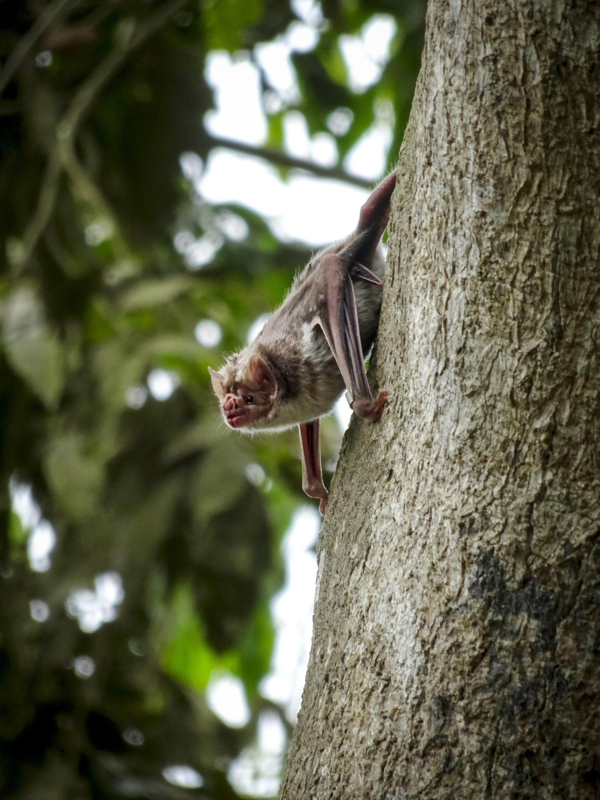 Vampire bat in a tree in a rural area near Lima, Peru. In the study, vampire bats were captured and treated with a fluorescent red gel that simulates an orotopical rabies vaccine. Such vaccines are applied orally and topically and spread between bats during grooming. Image credit: Kevin Bakker