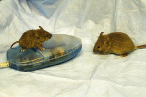 Three mice
