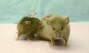 Small mouse and fat mouse