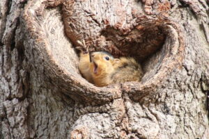Yawning squirrel