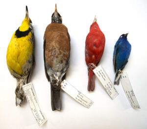 Some of the birds collected at Chicago's McCormick Place
