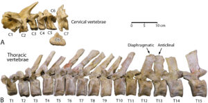Cervical and thoracic vertebrae of Aegicetus. Compared with earlier whales, Aegicetus has a more elongated body and tail and smaller back legs, and it lacks a firm connection between the hind legs and the spinal column. These adaptations indicate an animal that was more fully aquatic and less of a foot-powered swimmer than its ancestors. Image credit: Gingerich et al in PLOS ONE.