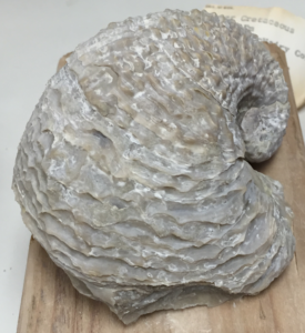 A well-preserved shell of the extinct oyster Exogyra costata, common to the southeastern United States and retrieved from along the Tombigbee River near Moscow Landing, Alabama. This specimen is 66 million to 72 million years old. Image credit: Kyle Meyer.