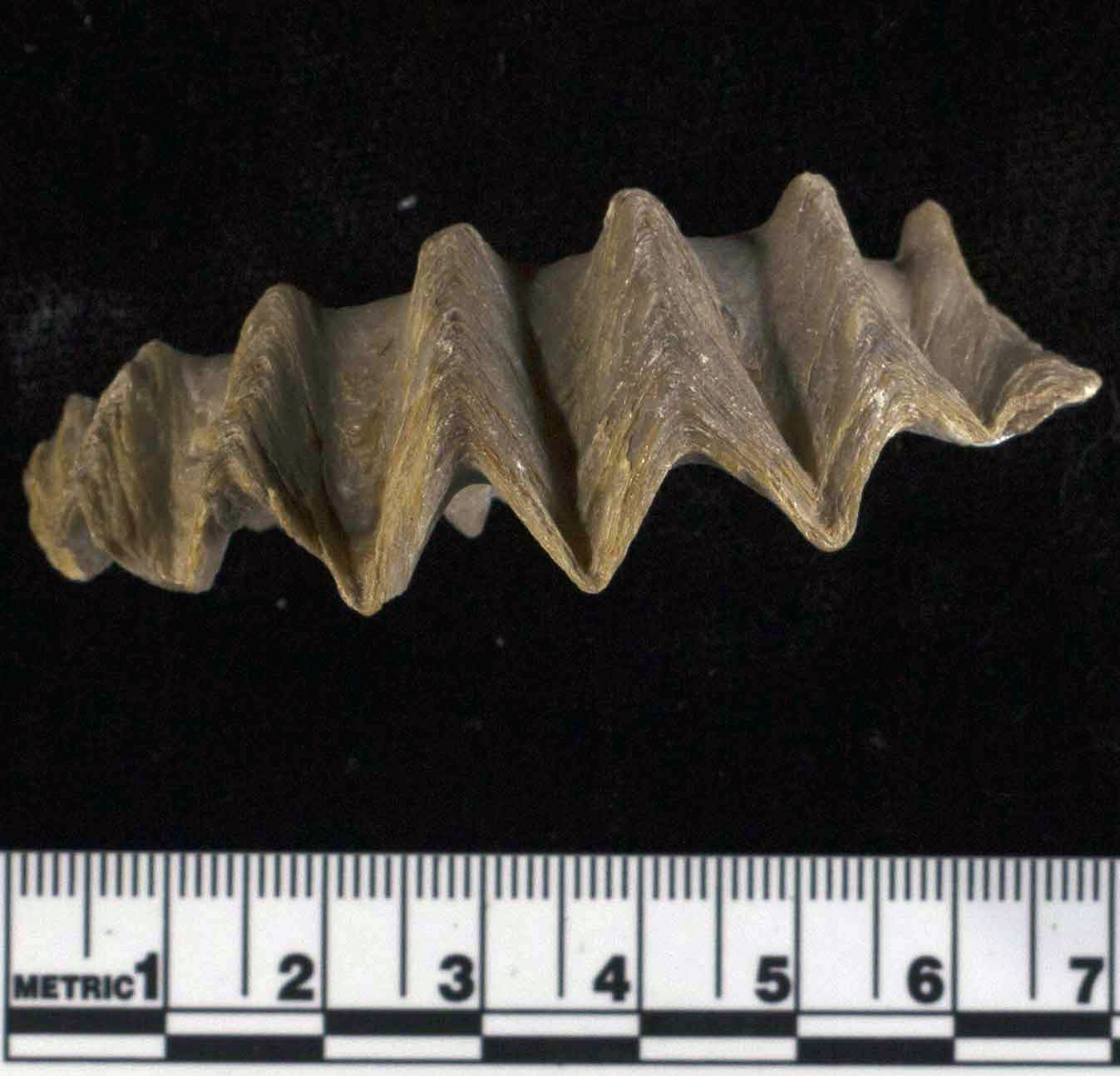A fossil specimen of the uniquely ornamented extinct oyster Agerostrea ungulata, retrieved from the Fezzan region of Libya and found across portions of Africa, Asia, Europe, and the Middle East. This specimen is 66 million to 72 million years old. Image credit: Kyle Meyer/University of California Museum of Paleontology.