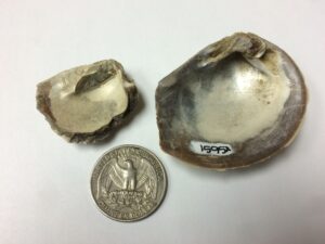 The preservation of Cretaceous mollusk fossils from Seymour Island is excellent, with shells preserving original mother-of-pearl material as in these two specimens of Eselaevitrigonia regina. Image credit: Sierra V. Petersen.