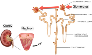 Diagram explains kidney function