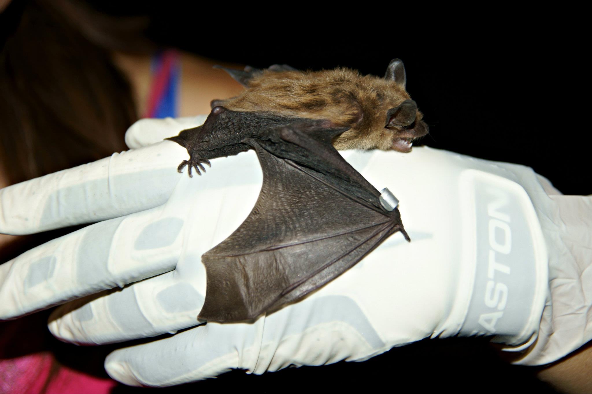 A healthy big brown bat, one of the species known to be affected by white-nose syndrome. Image credit: Amy Gondran