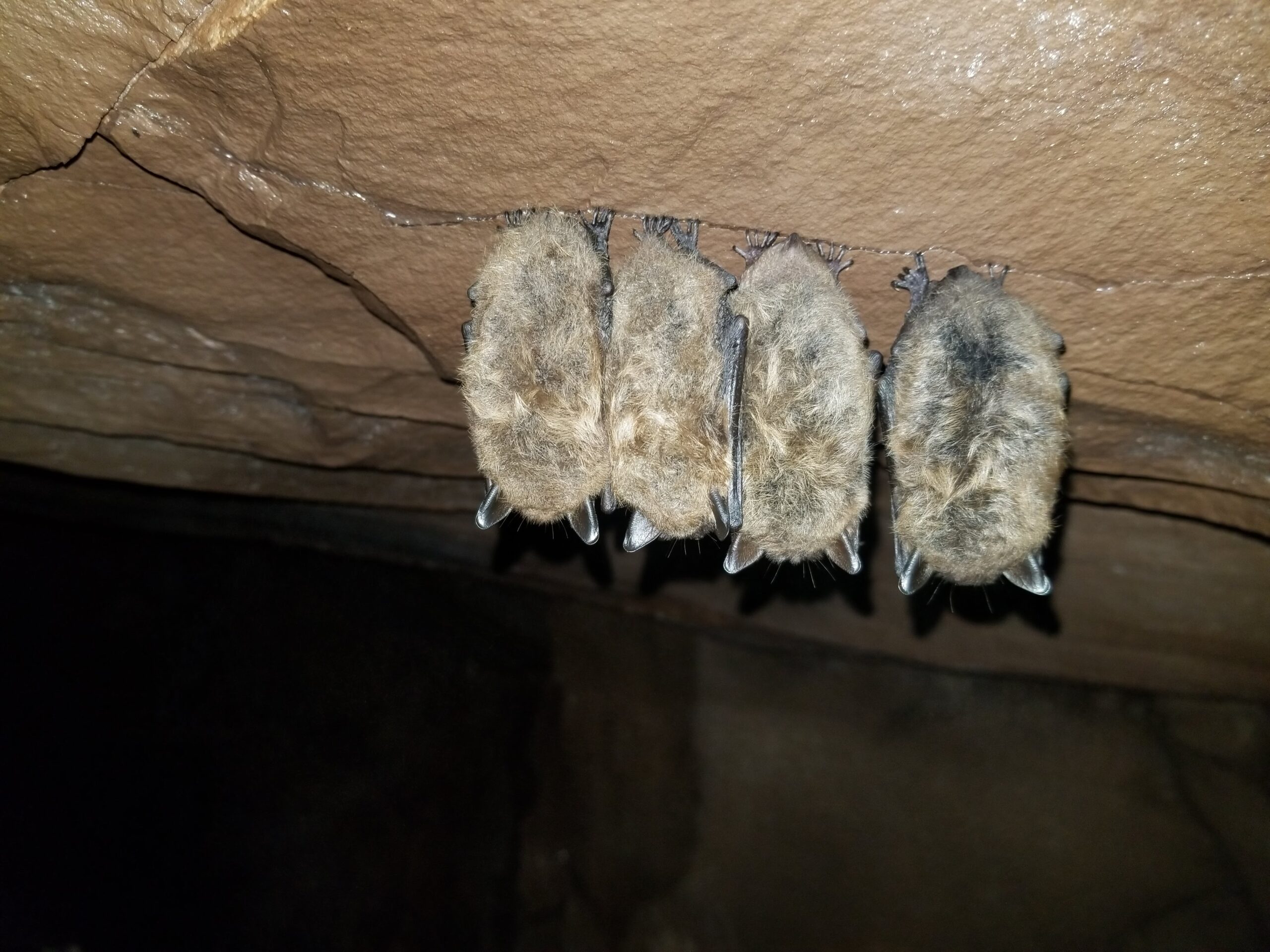 Little brown bats hibernating in an abandoned copper mine in Michigan's Upper Peninsula. Photo by John DePue.