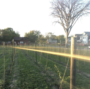 Detroit winery vines