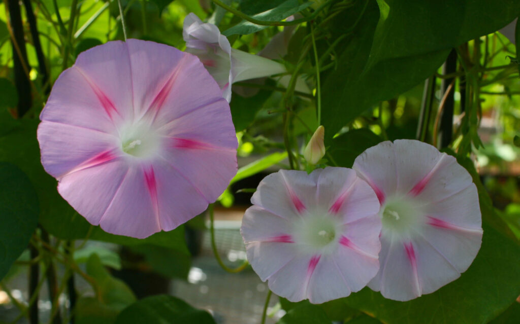 Morning glory flowers