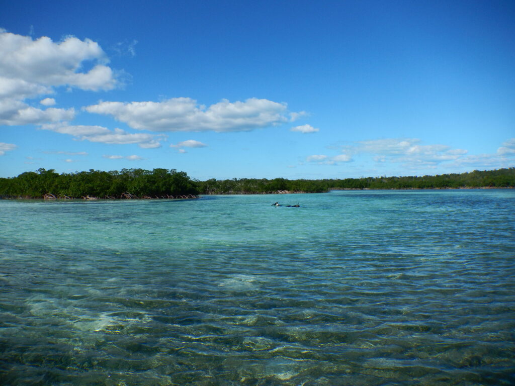 The mangrove-lined estuary on Abaco Island in the Bahamas where University of Michigan marine ecologist Jacob Allgeier and his colleagues used radio-tracked tropical fish to study the importance of highly active individuals in maintaining ecosystem health. Image credit Craig Layman