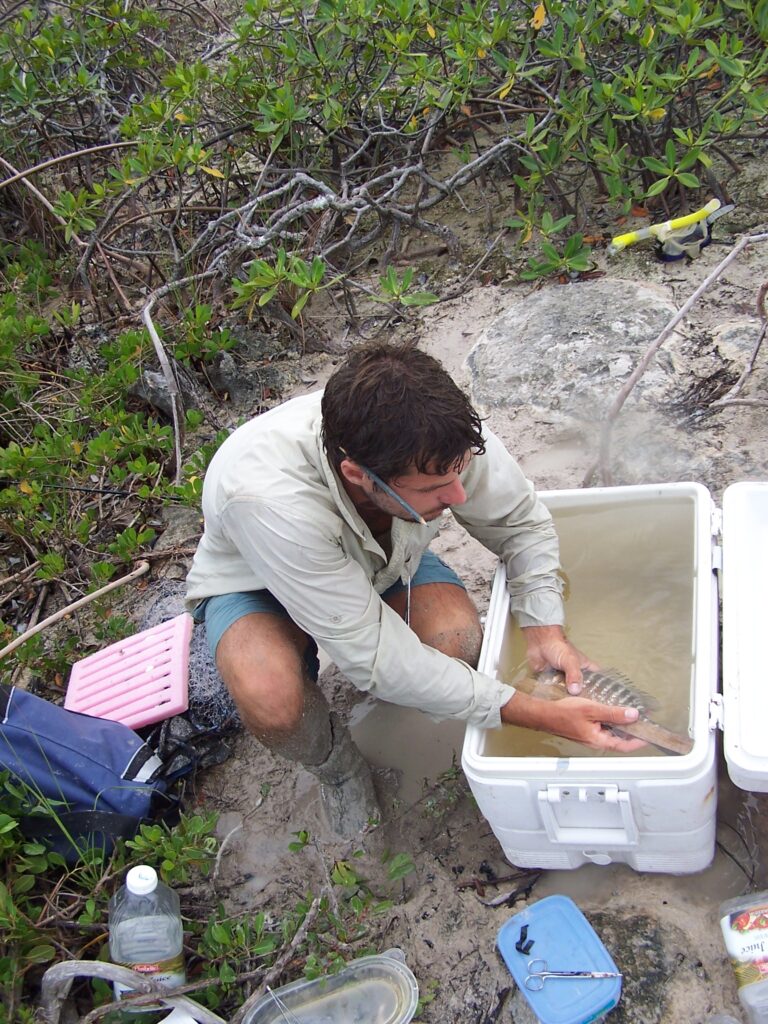 University of Michigan marine ecologist Jacob Allgeier measures one of the gray snappers used to study the importance of highly active individuals in maintaining ecosystem health. The study was conducted on Abaco Island in the Bahamas. Image credit John Quatrocchi