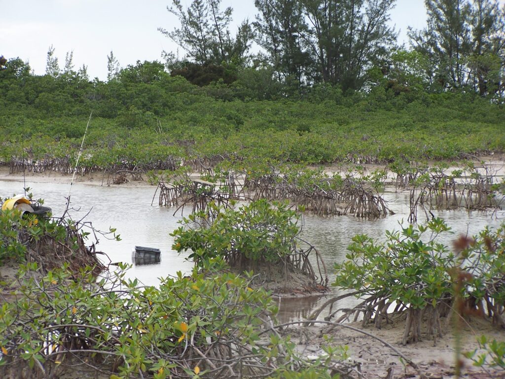 The same mangrove-lined estuary at low tide. The U-M-led study found that the individual gray and cubera snappers that spent the most time swimming and foraging for food also spread the highest levels of the essential nutrient nitrogen throughout the estuary in their urine. Image credit: Jacob Allgeier.