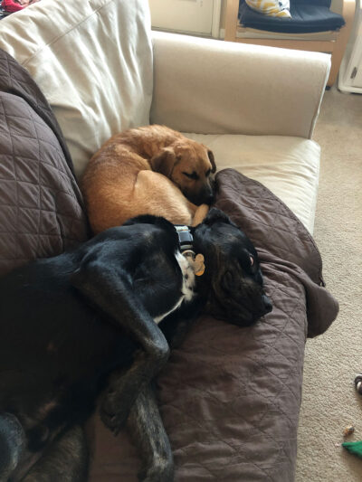 Merida, top, and Gus lounge on the couch together in the home of Kristin Heinrich. 