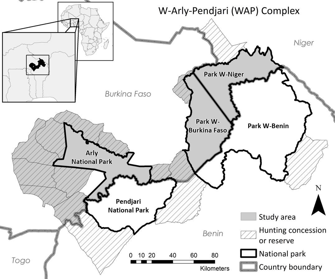 West Africa's W-Arly-Pendjari protected area complex, known as the WAP Complex, includes five national parks and 14 hunting concessions across roughly 10,200 square miles in Burkina Faso, Niger and Benin. Image credit: University of Michigan Applied Wildlife Ecology Lab