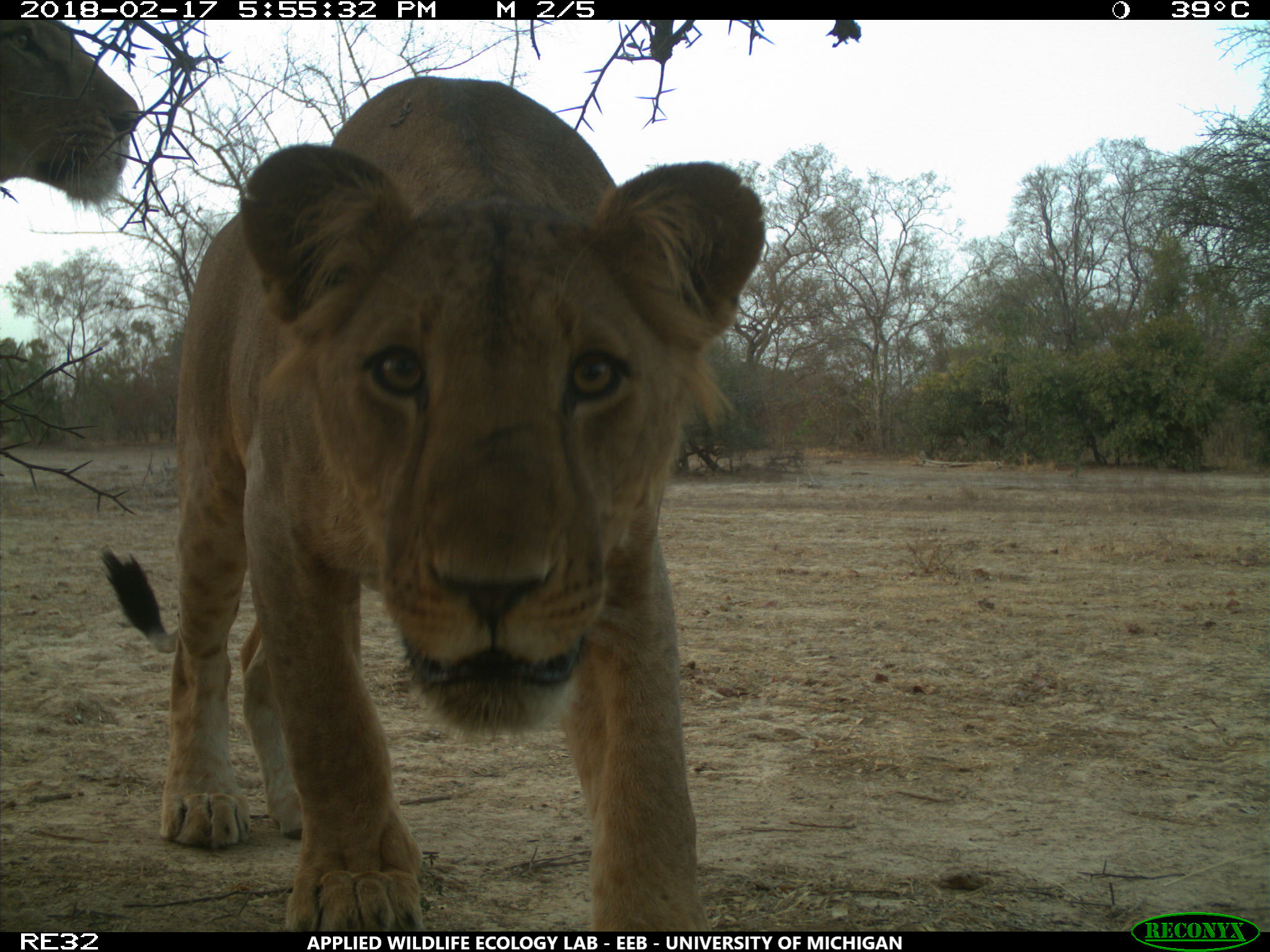 A young male West African lion photographed in a WAP Complex hunting concession during the University of Michigan wildlife camera survey. The study -- West Africa's largest wildlife camera survey -- found that lions showed no clear preference between WAP Complex national parks and hunting concessions. Image credit: University of Michigan Applied Wildlife Ecology Lab
