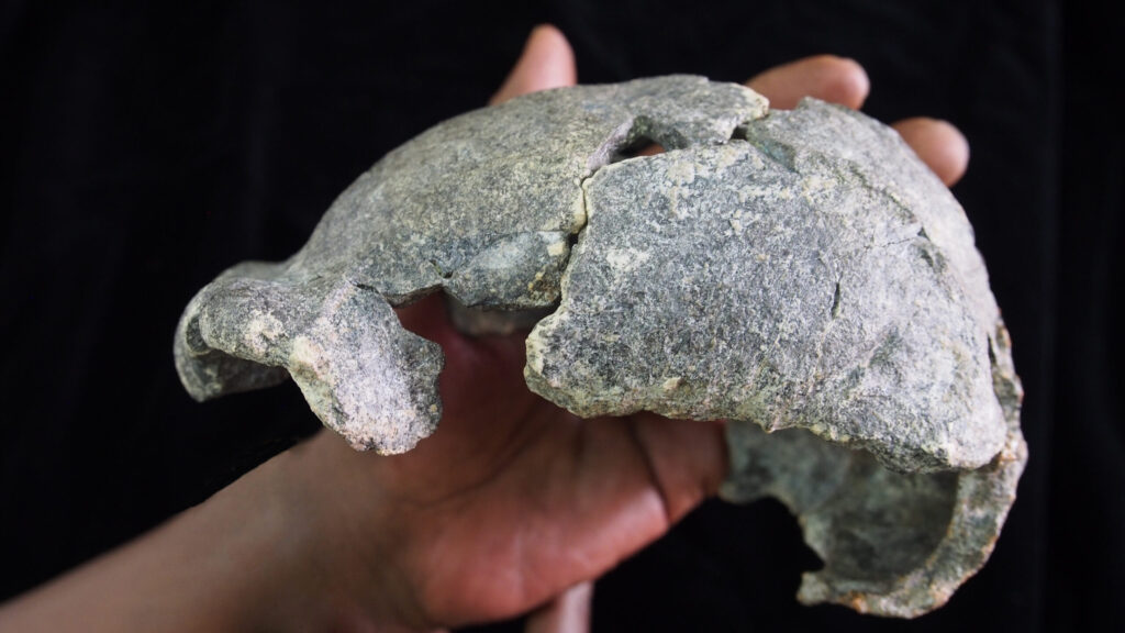 The DAN5 cranium. Image cedit: Dr. Michael J. Rogers, Southern Connecticut State University